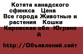 Котята канадского сфинкса › Цена ­ 15 - Все города Животные и растения » Кошки   . Кировская обл.,Югрино д.